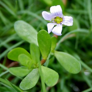 Bacopa Monnieri