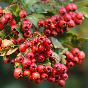 Hawthorn Berry
