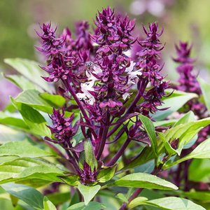 Holy Basil