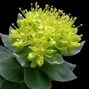Rhodiola Rosea
